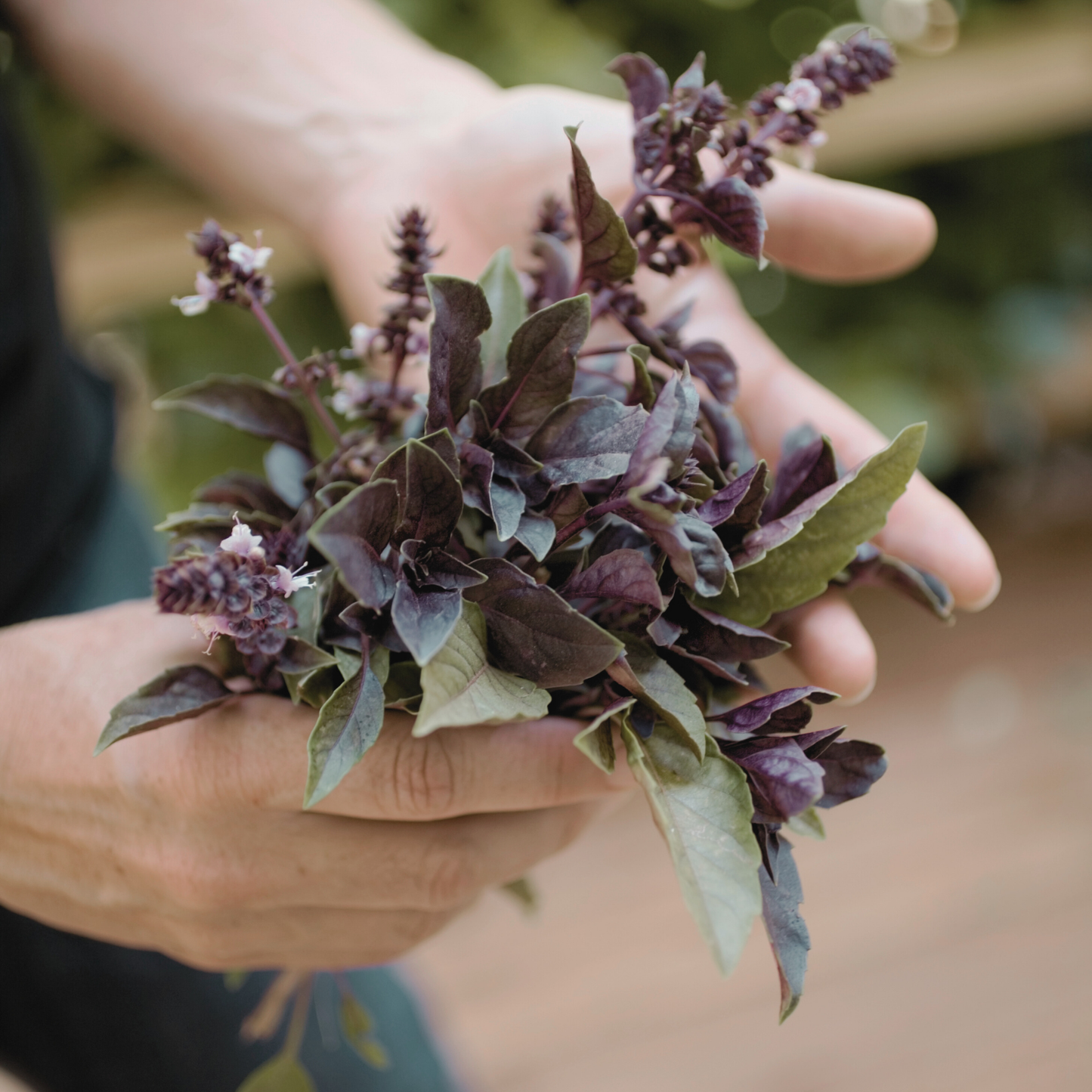 Persian Basil Dried Herb