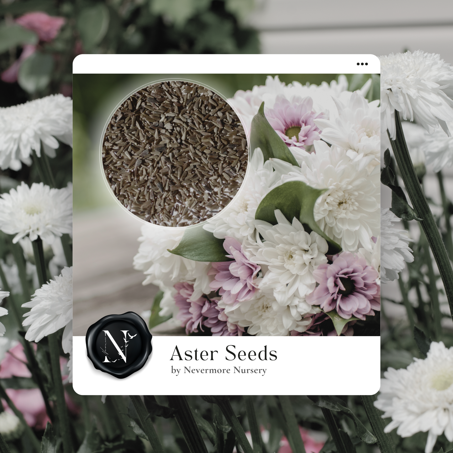 Aster 'Peony Duchess' Seed