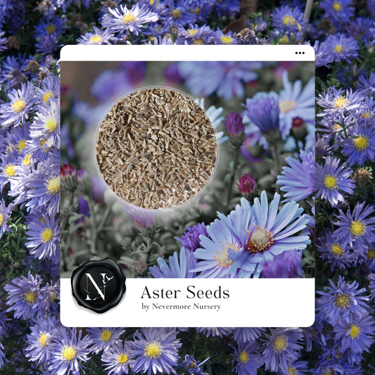 Aster 'New England' Seed