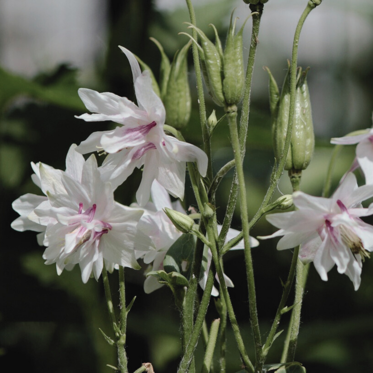 Columbine 'Barlow Mix' Seed