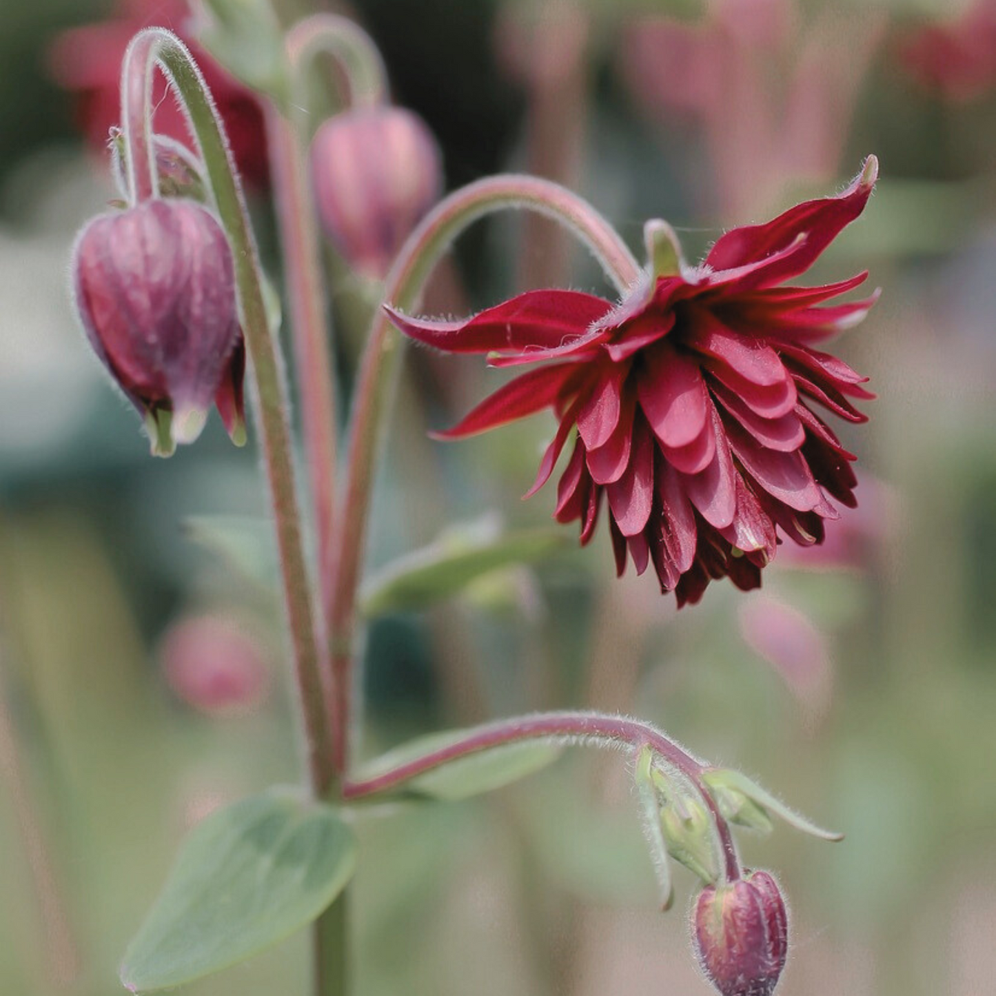 Columbine 'Barlow Mix' Seed