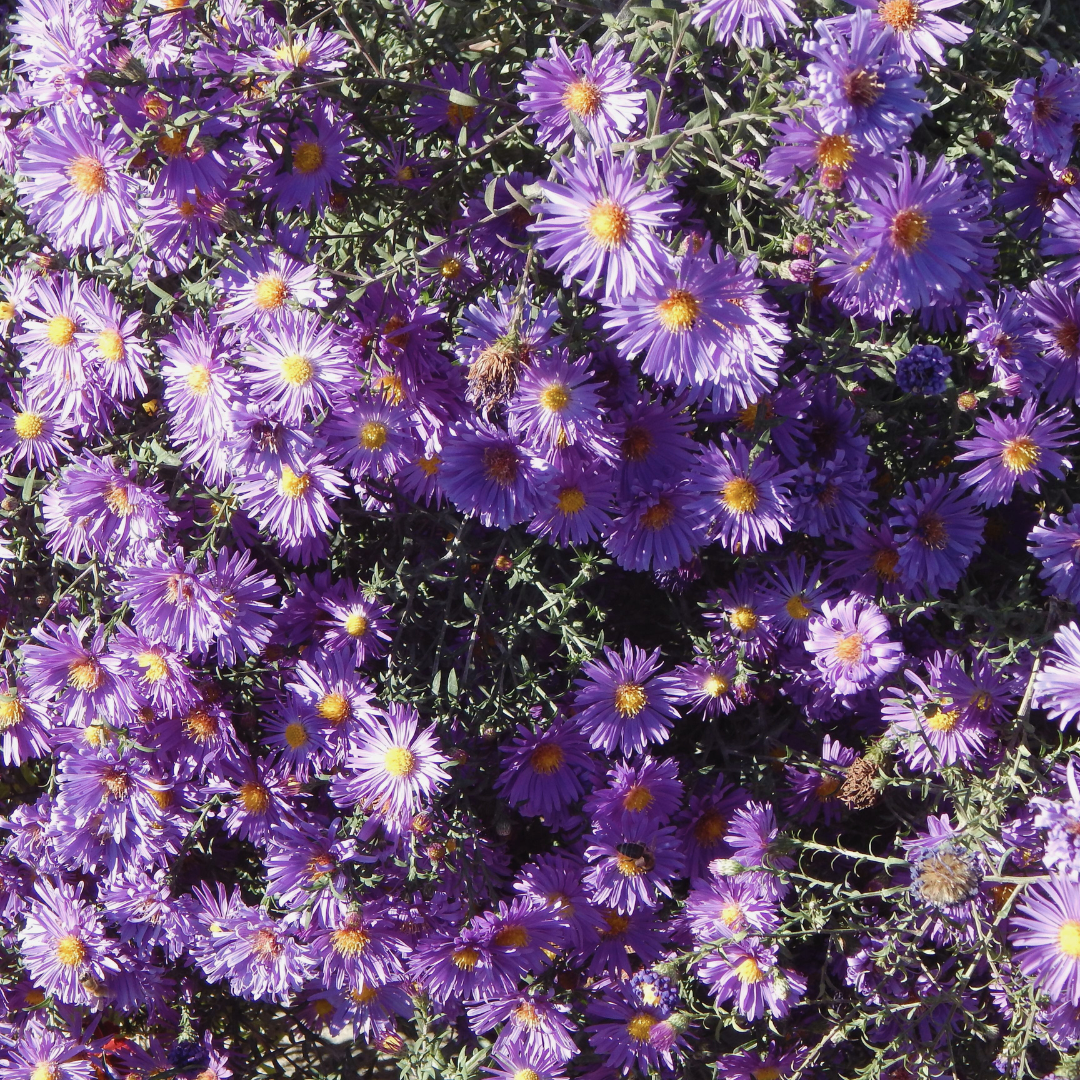 New England Aster