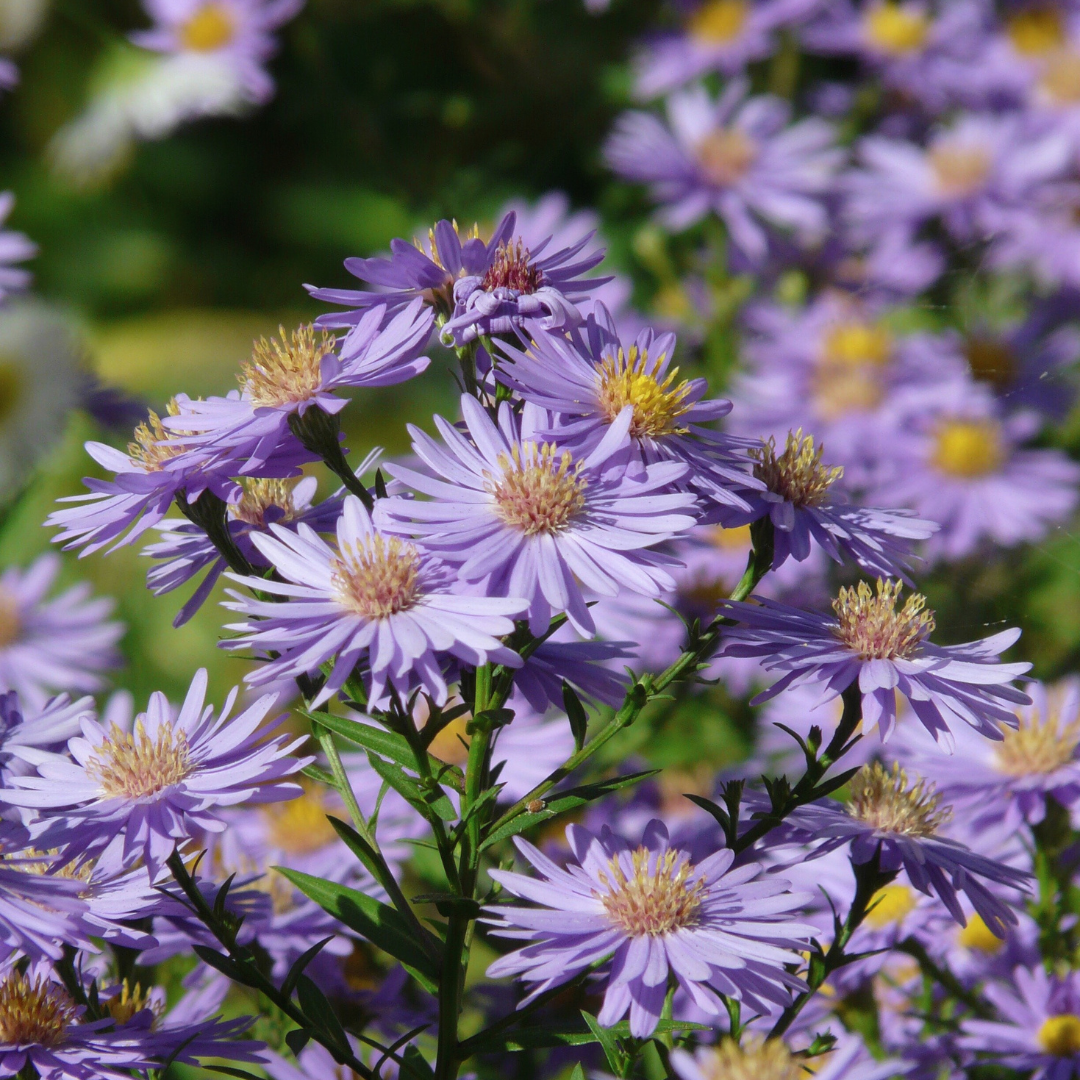 New England Aster
