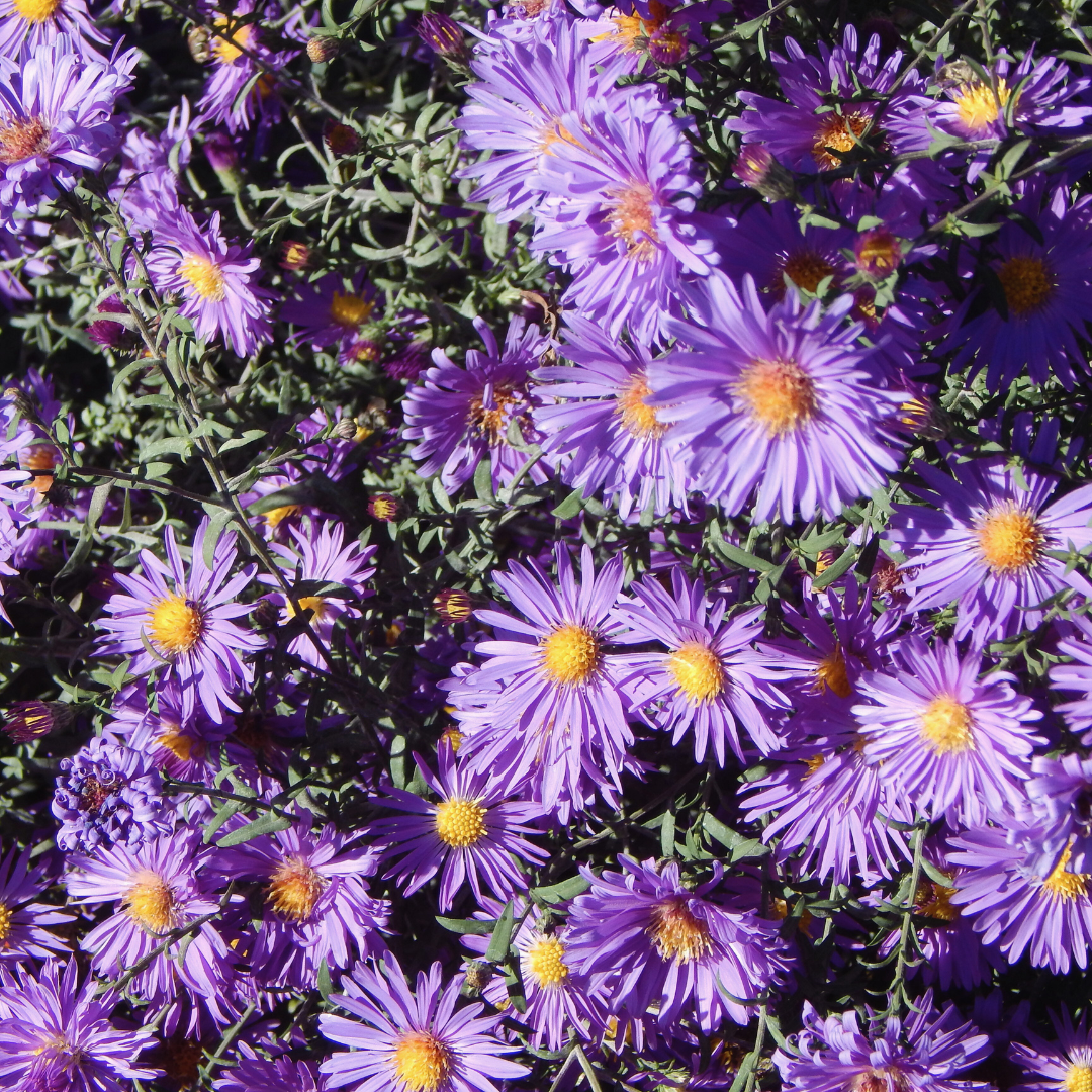 New England Aster