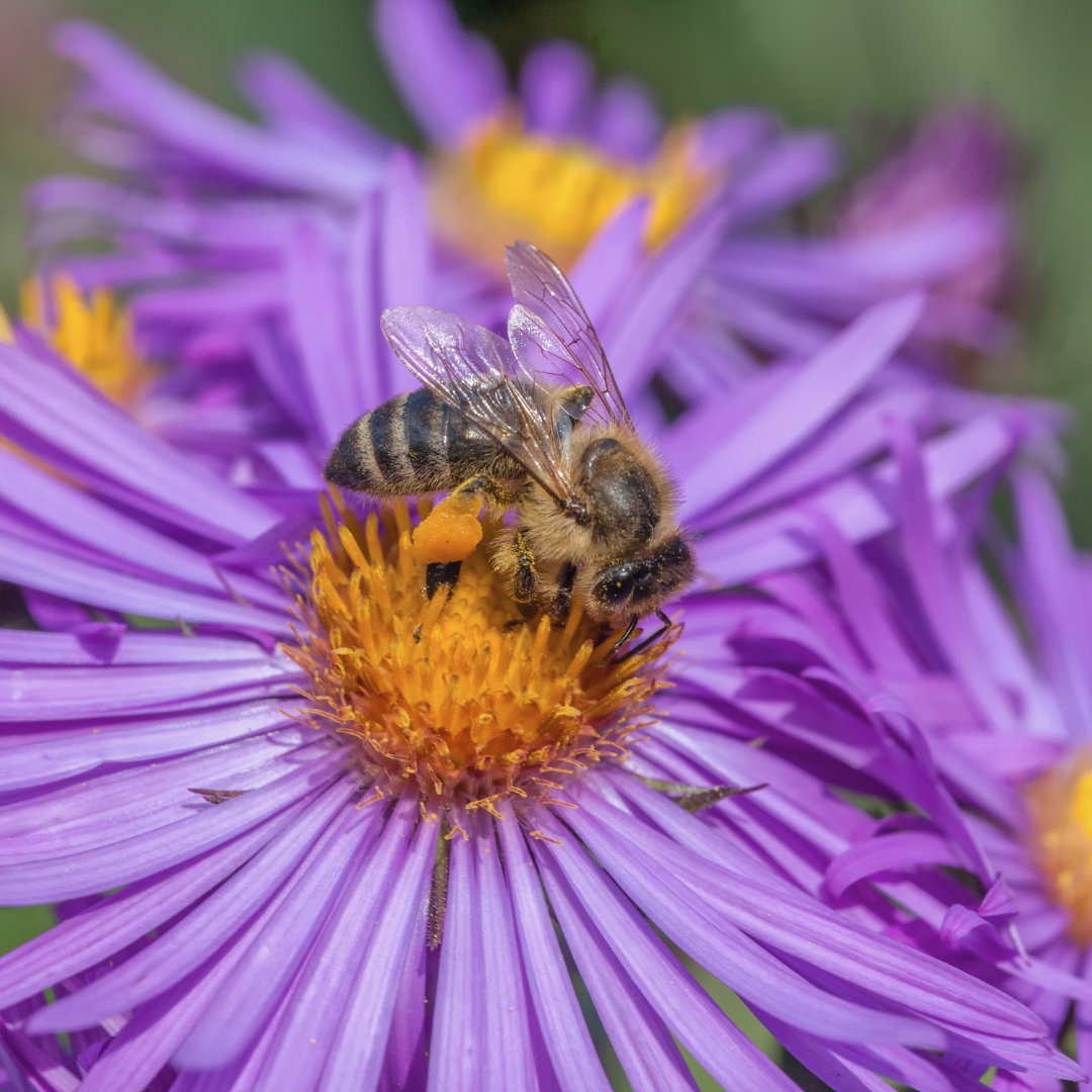 New England Aster