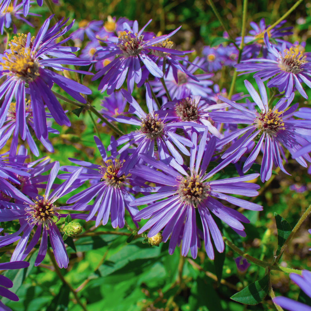New England Aster