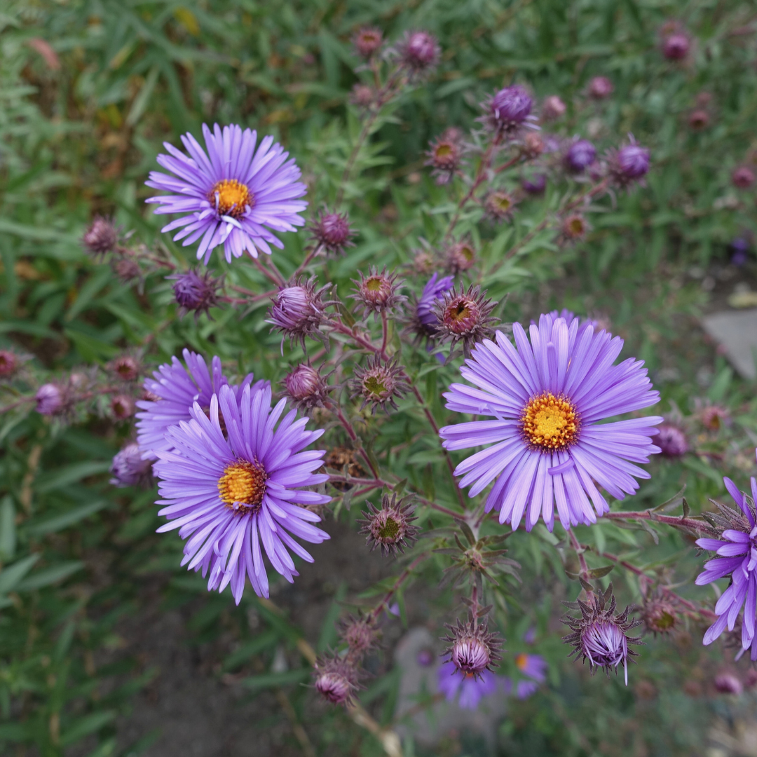 New England Aster