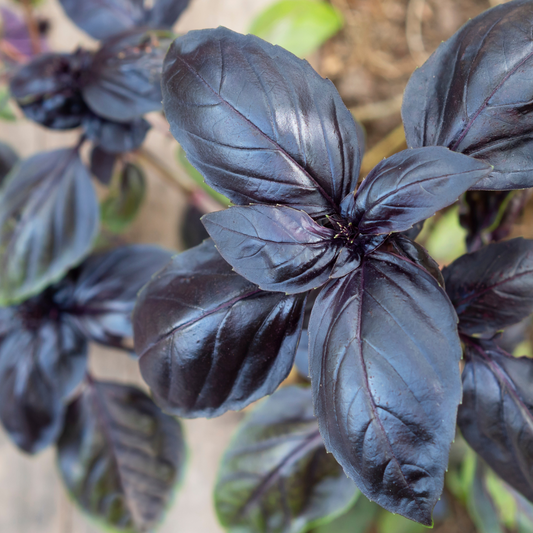 Basil 'Dark Opal'