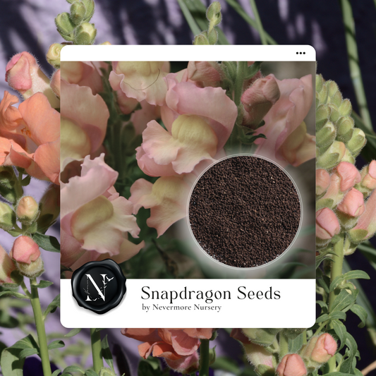 Snapdragon 'Appleblossom' Seeds