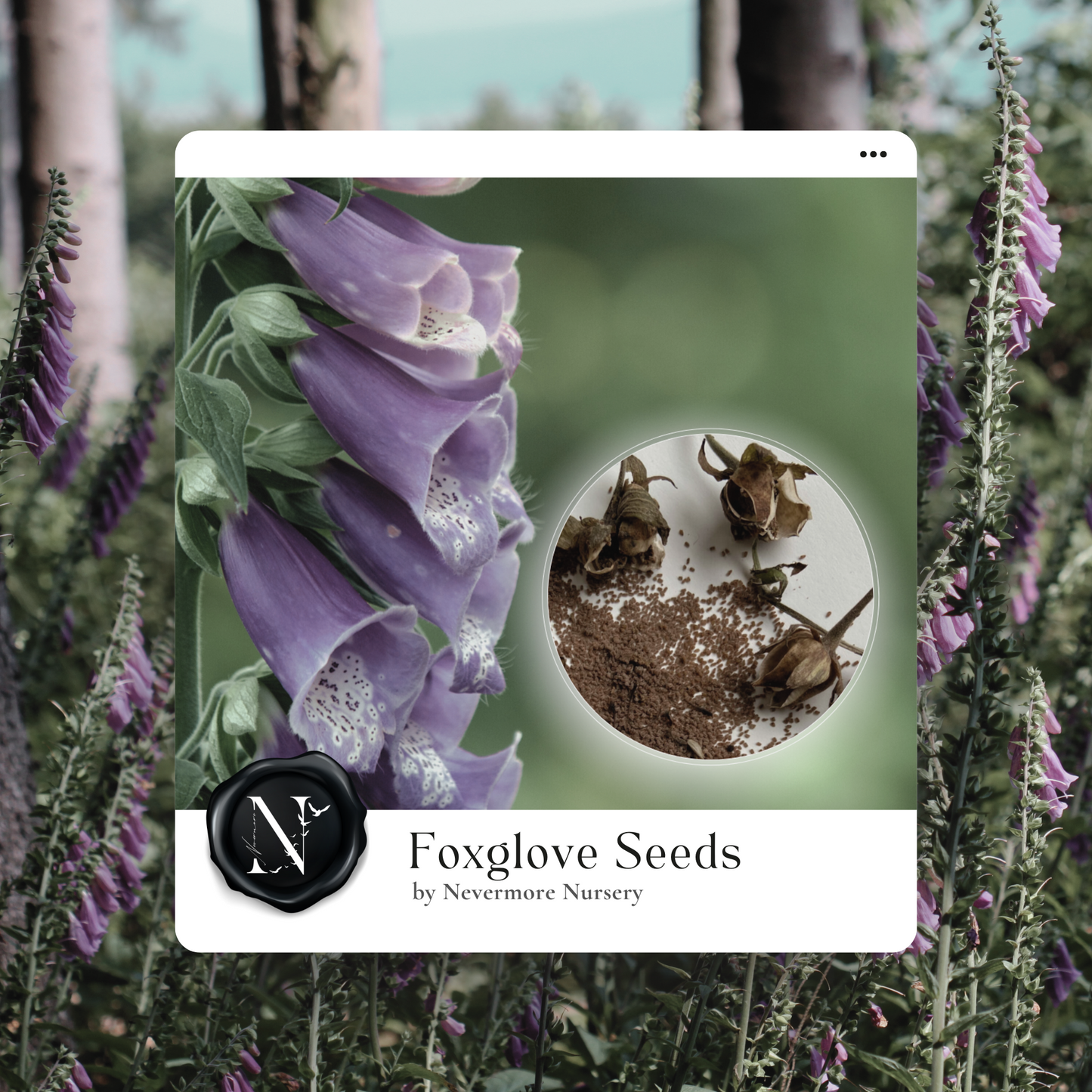 Foxglove 'Purple' Seed