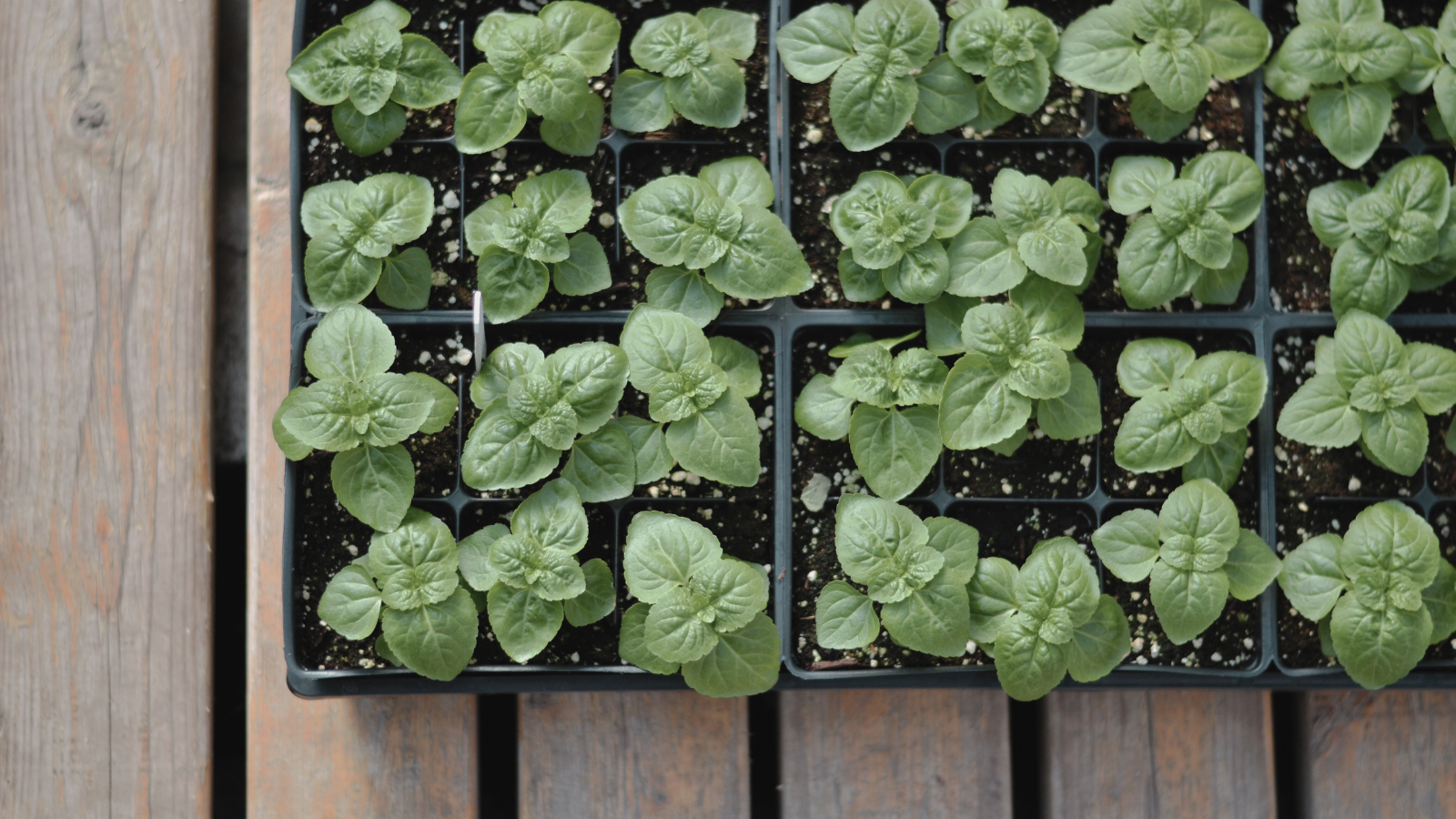 Tray of young plants for sale at Nevermore Nursery.