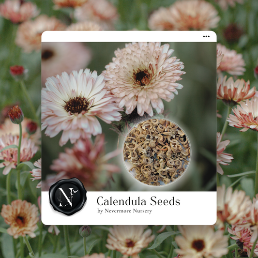 Calendula 'Sunset Buff' Seed