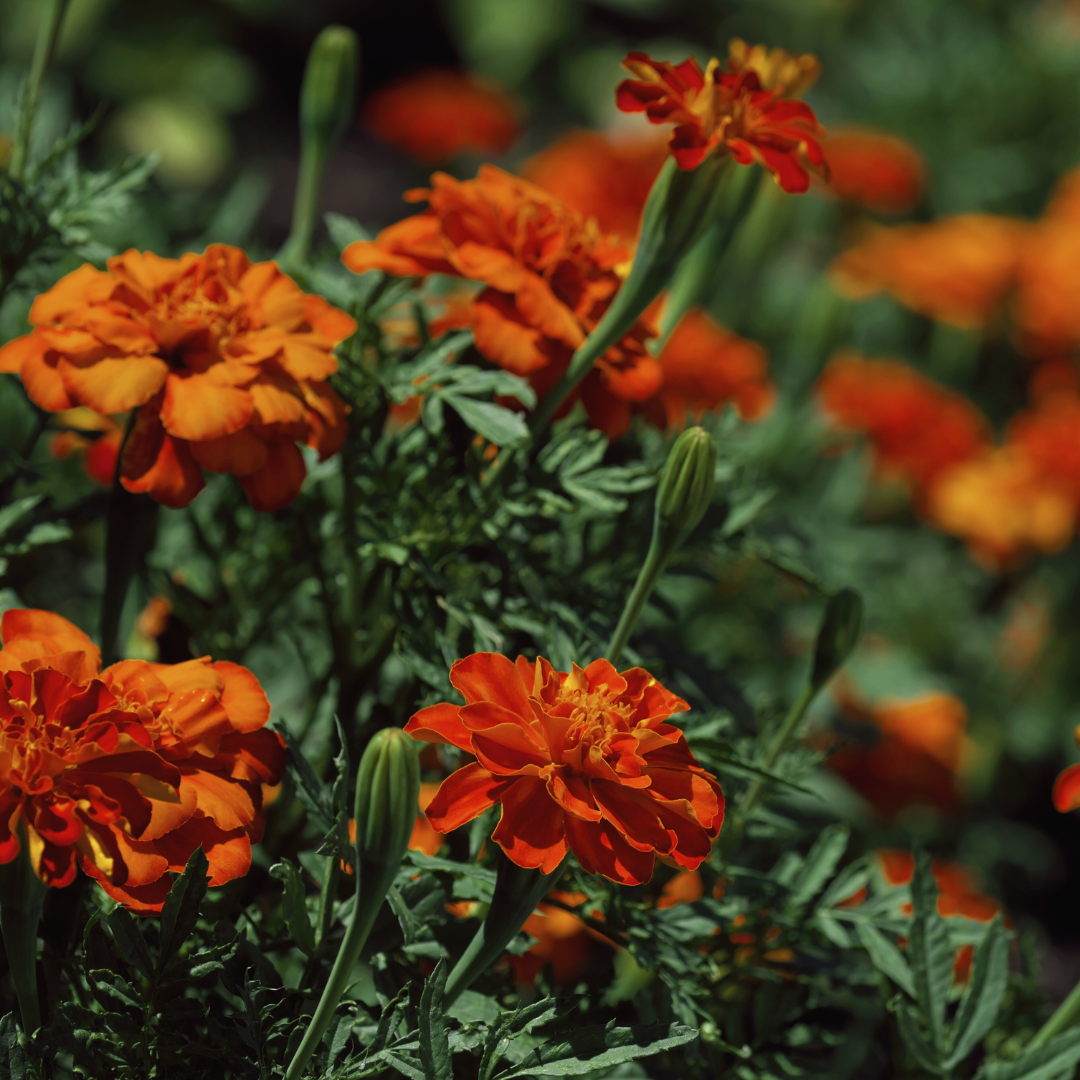 Marigold 'Red Cherry' Seed