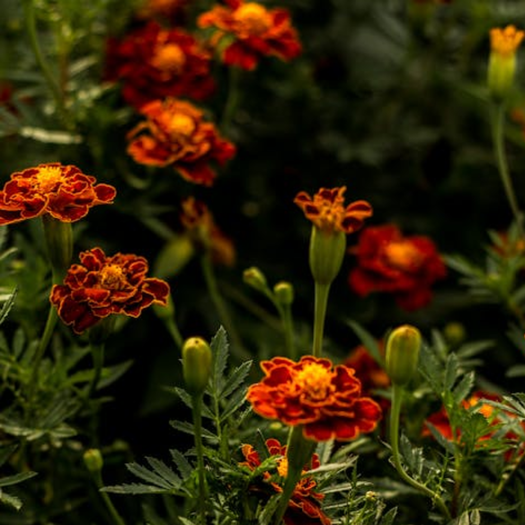 Marigold 'Red Cherry' Seed