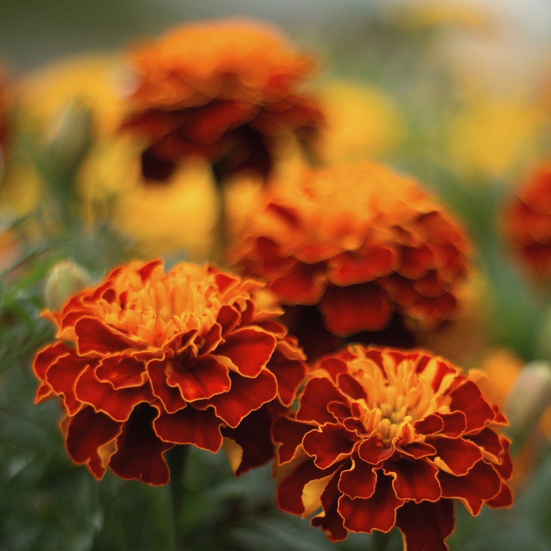 Marigold 'Red Cherry' Seed