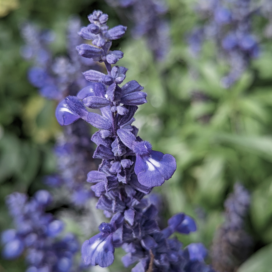 Sage 'Blue' Seed