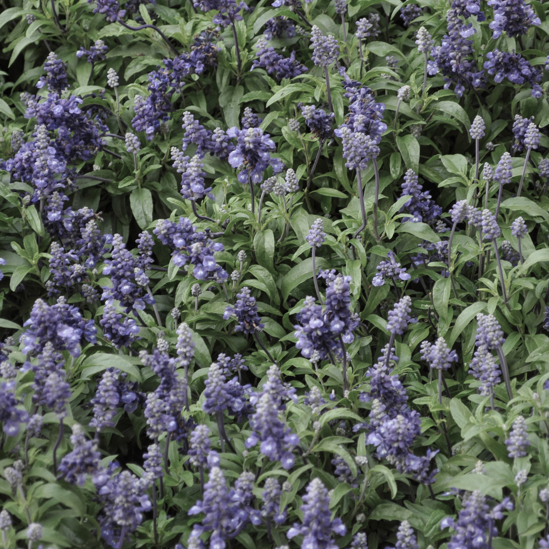 Sage 'Blue' Seed