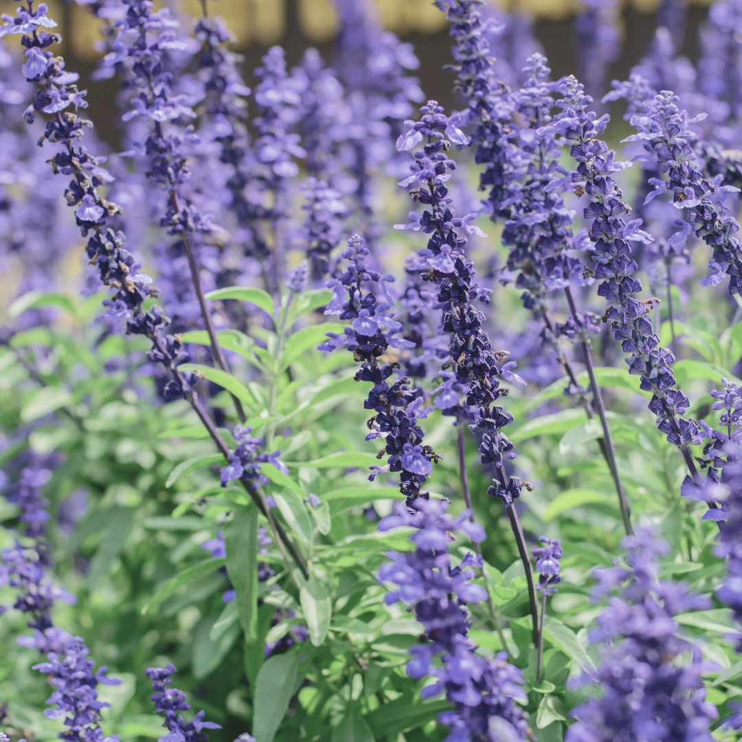 Sage 'Blue' Seed