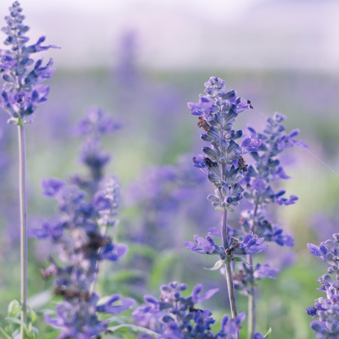 Sage 'Blue' Seed