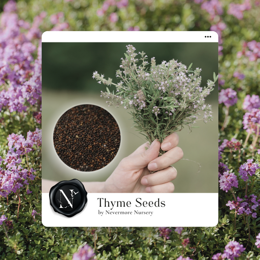 Thyme 'Common' Seed