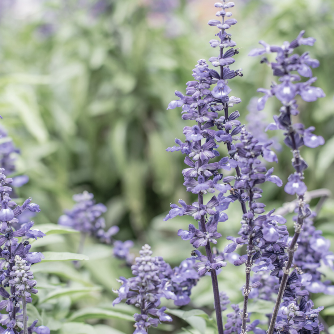 Sage 'Blue' Seed