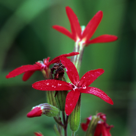 Royal Catchfly