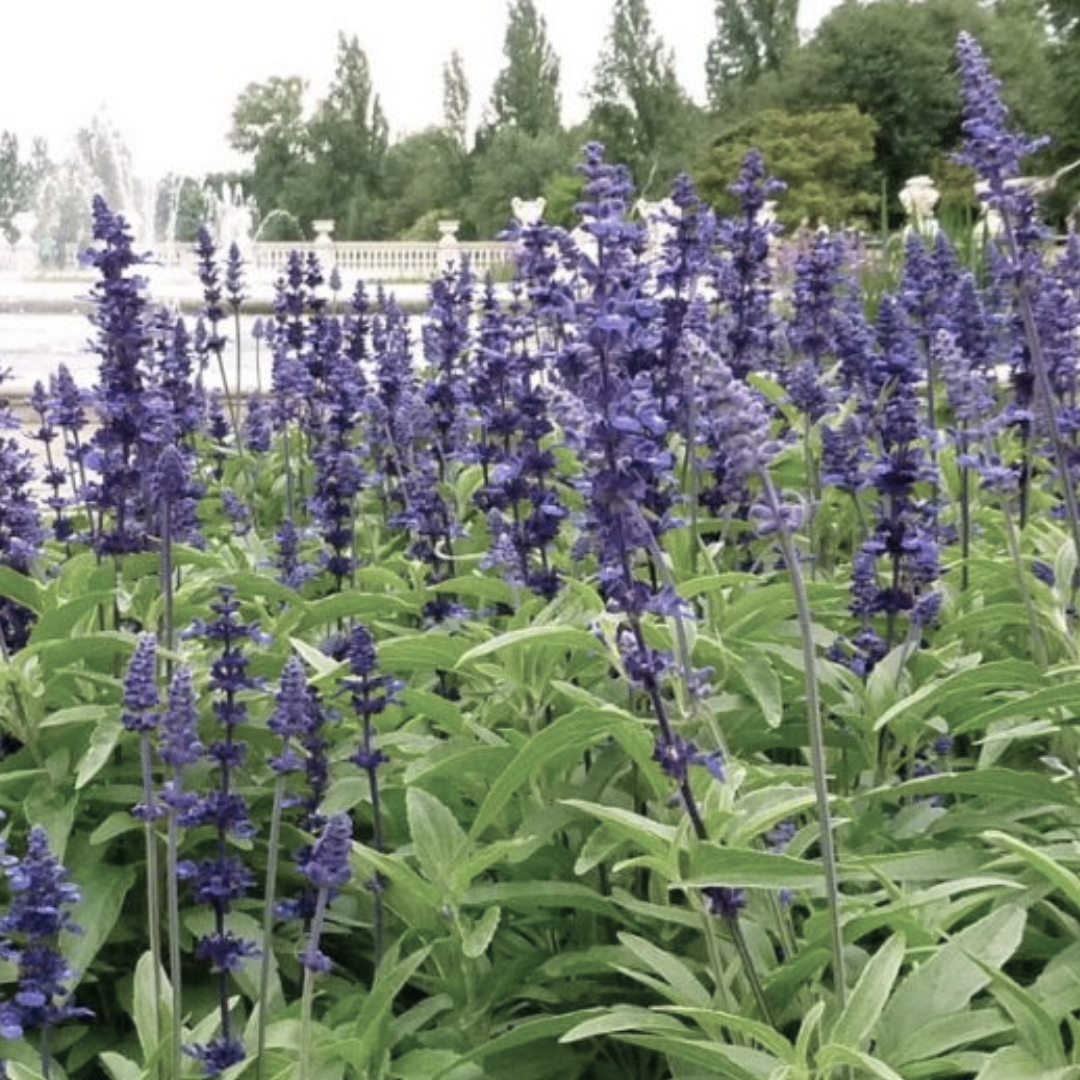 Sage 'Blue' Seed