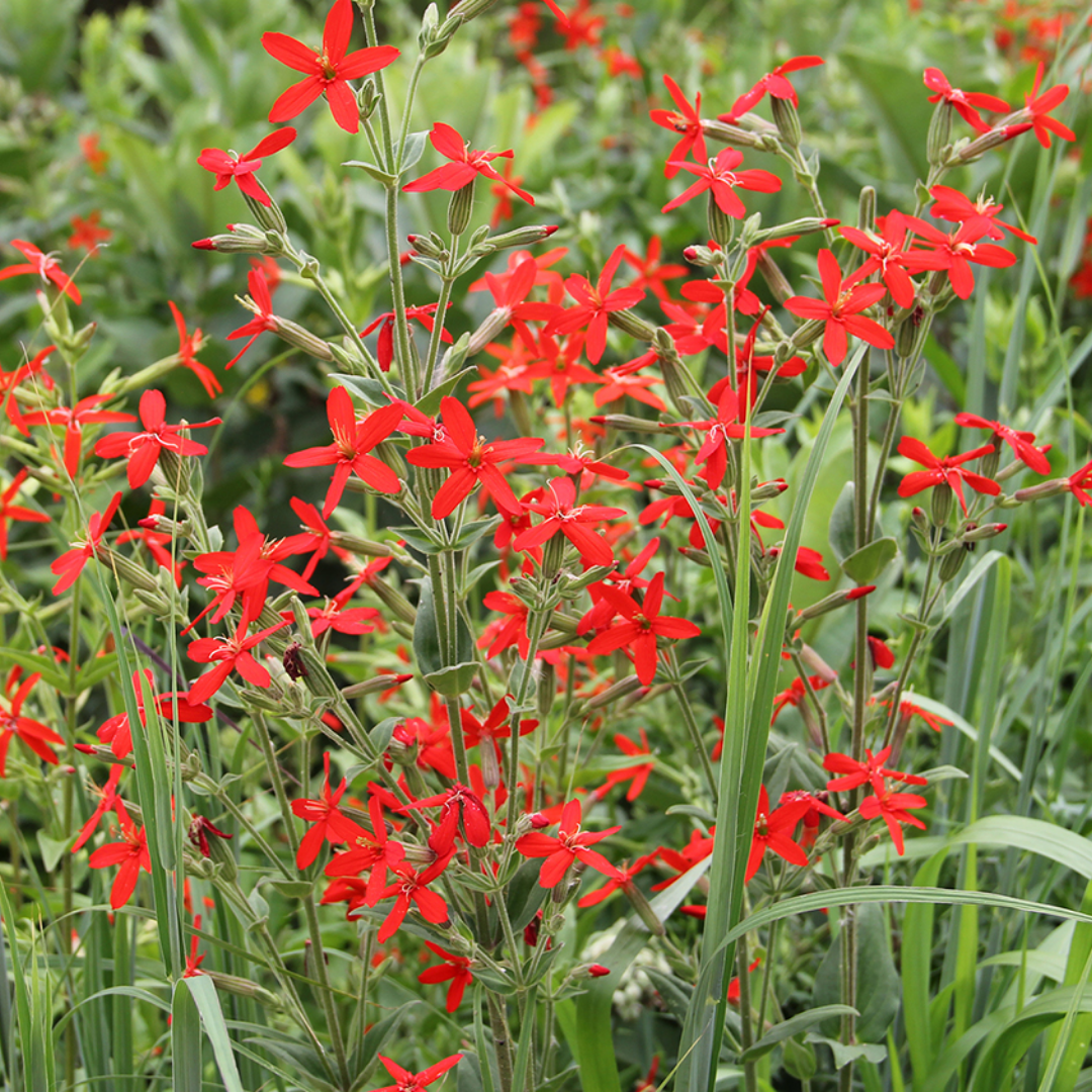 Royal Catchfly