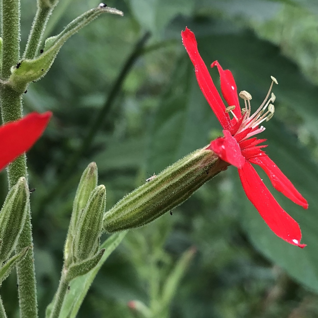 Royal Catchfly