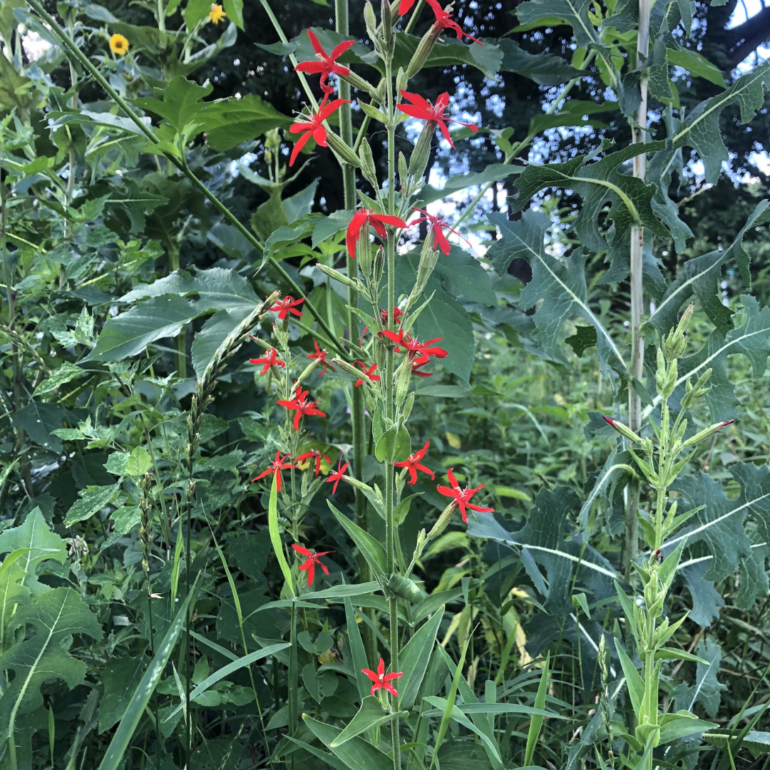 Royal Catchfly