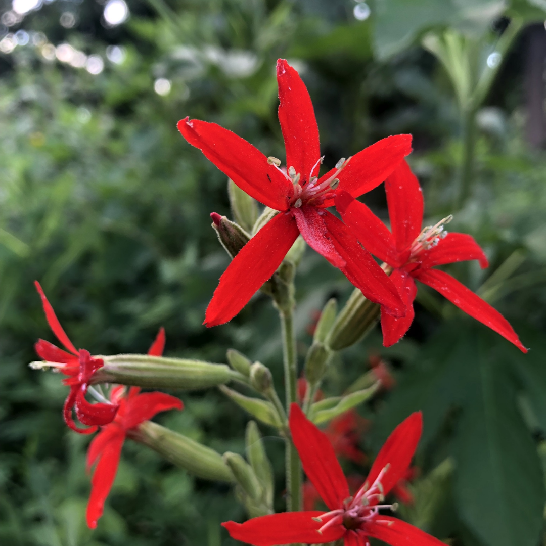 Royal Catchfly