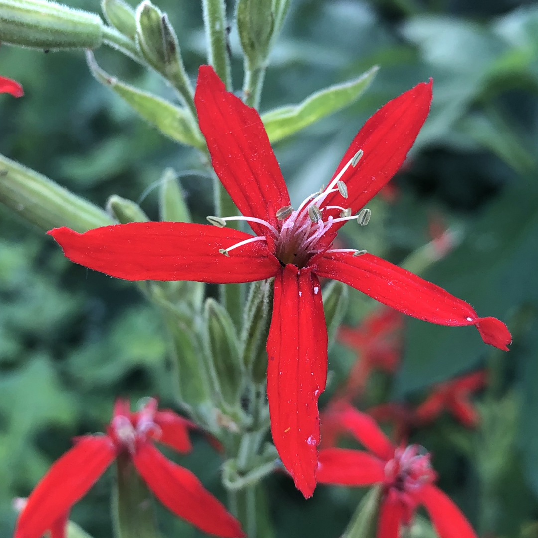 Royal Catchfly