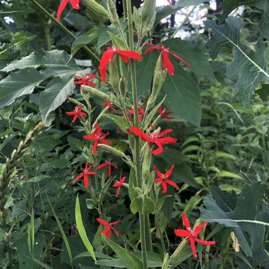 Royal Catchfly