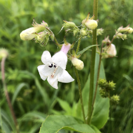 Foxglove Beardtongue