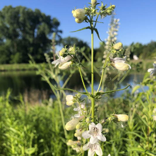 Foxglove Beardtongue