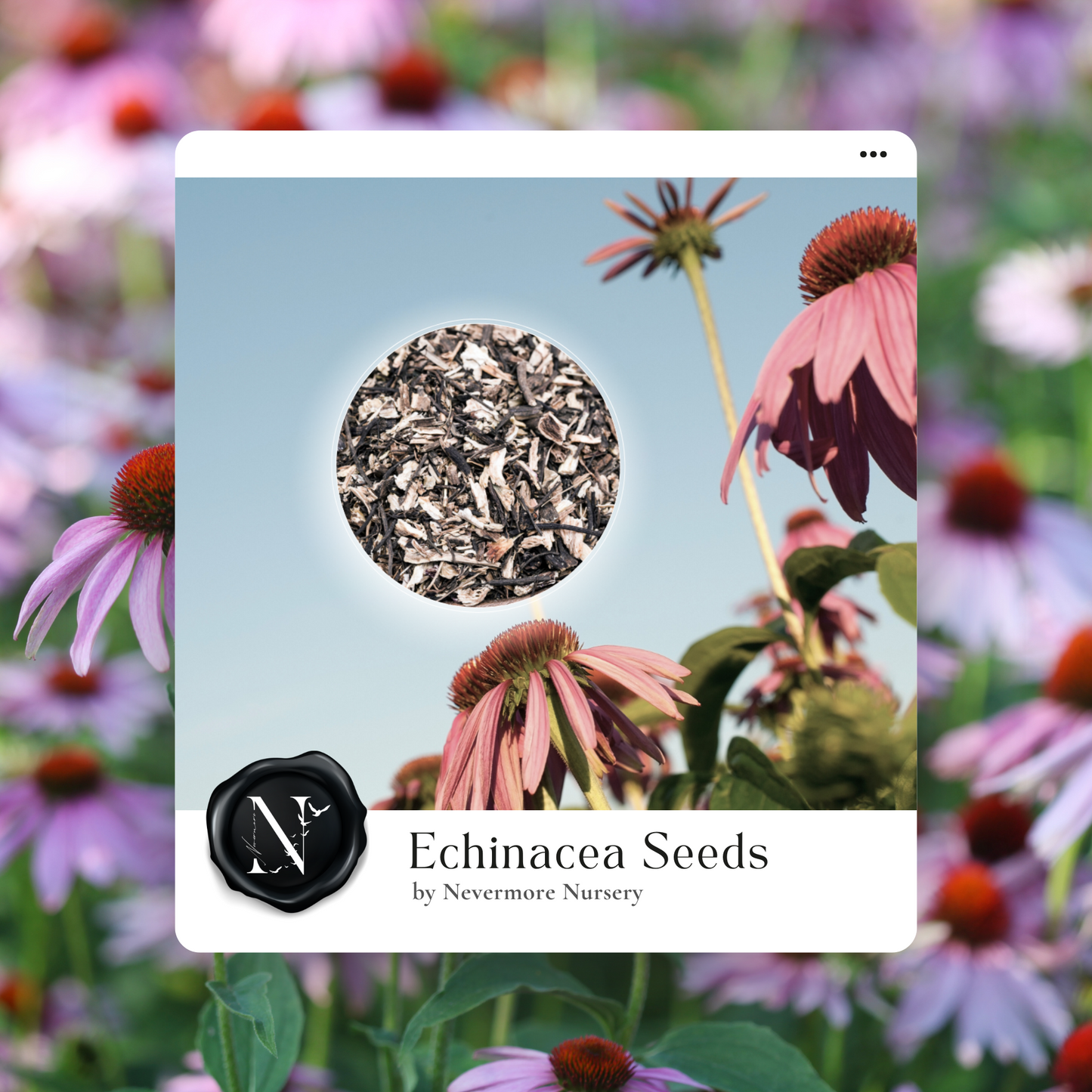 Echinacea 'Purple' Seed