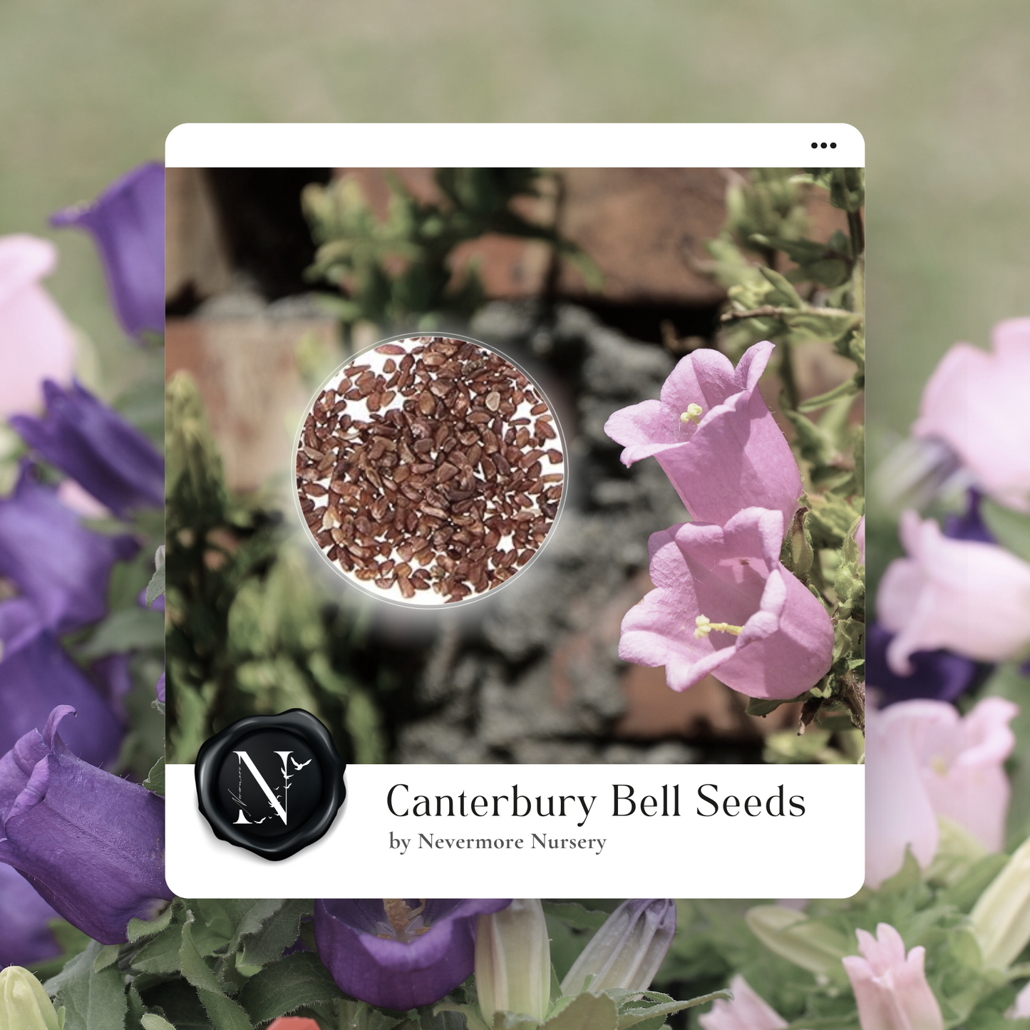 Canterbury Bells 'Mixed Colors' Seed