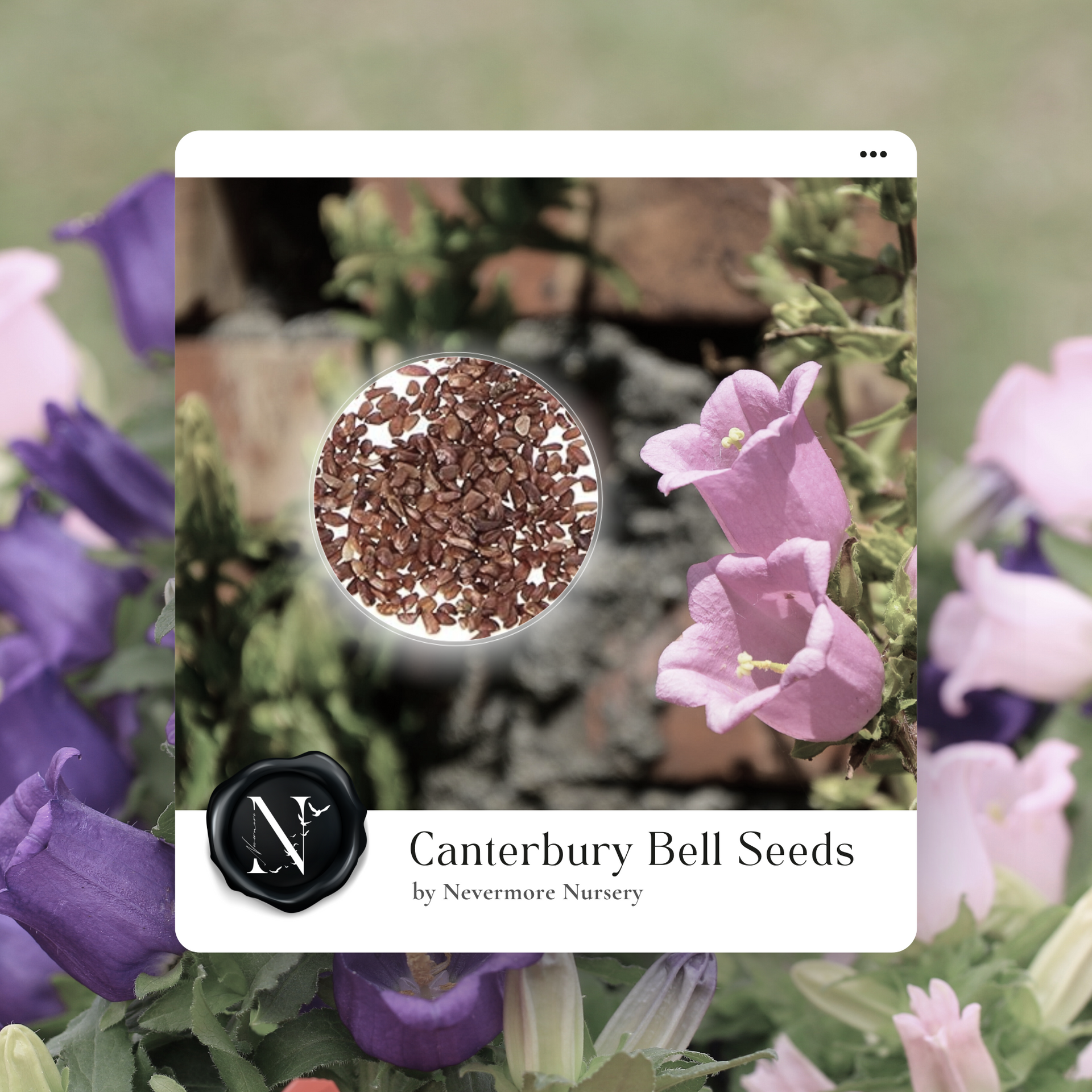 planting canterbury bells seeds Canterbury Bells Seed – Nevermore Nursery