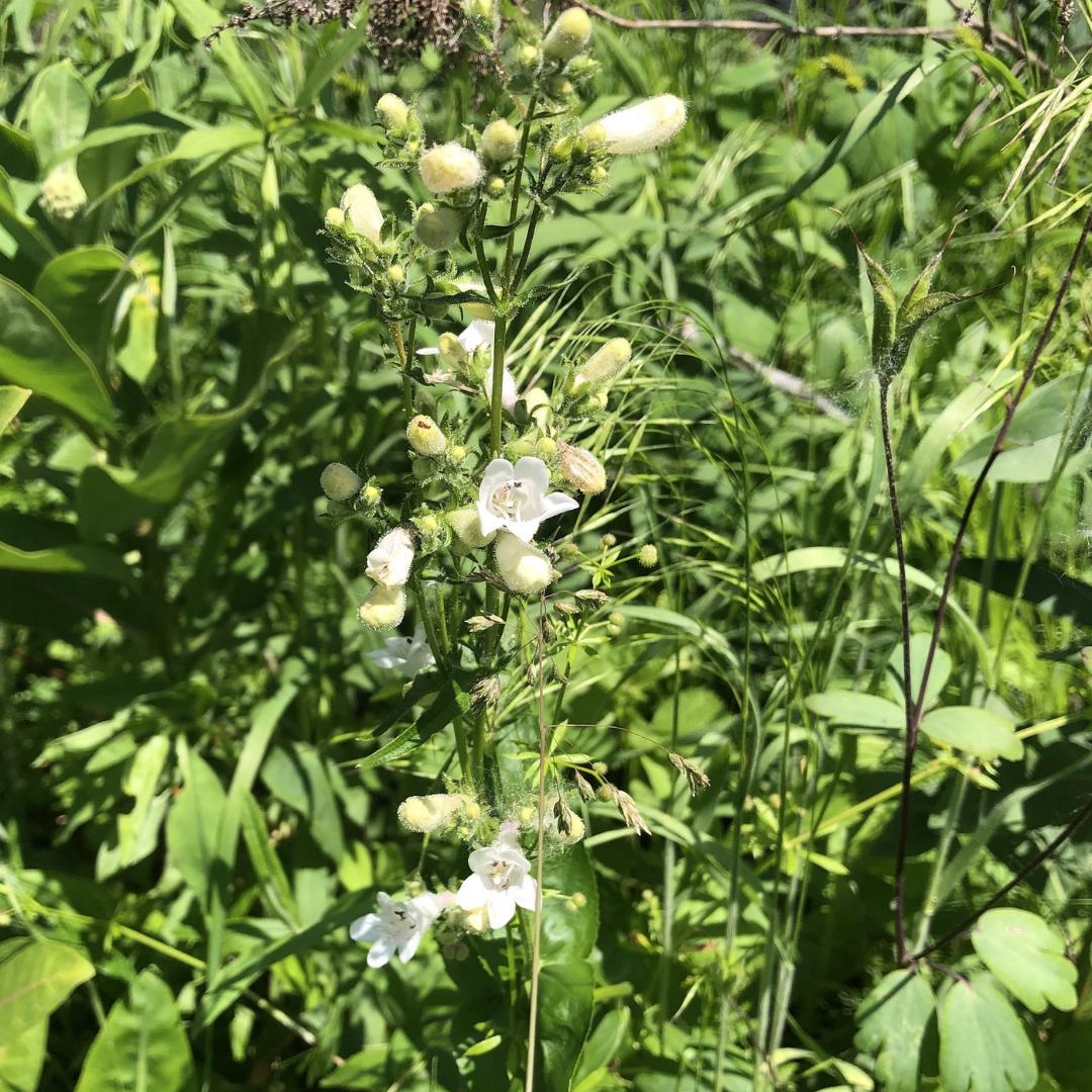 Foxglove Beardtongue
