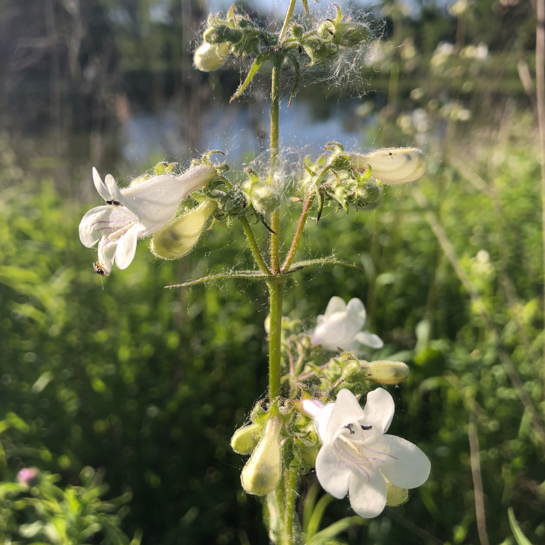 Foxglove Beardtongue