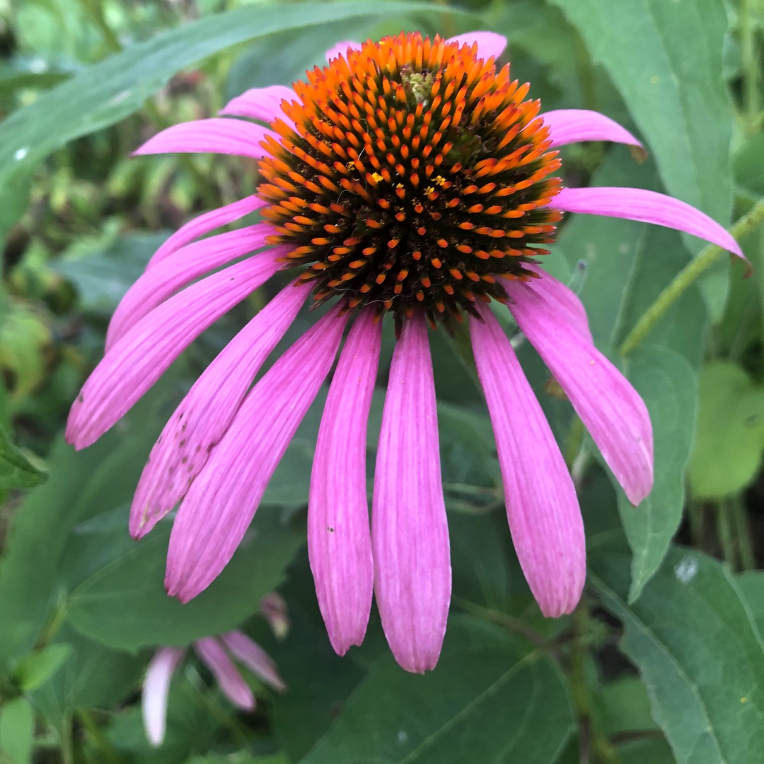 Purple Coneflower