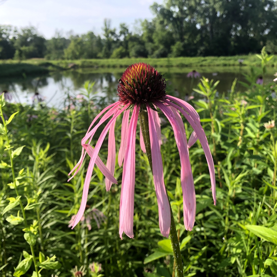 Purple Coneflower