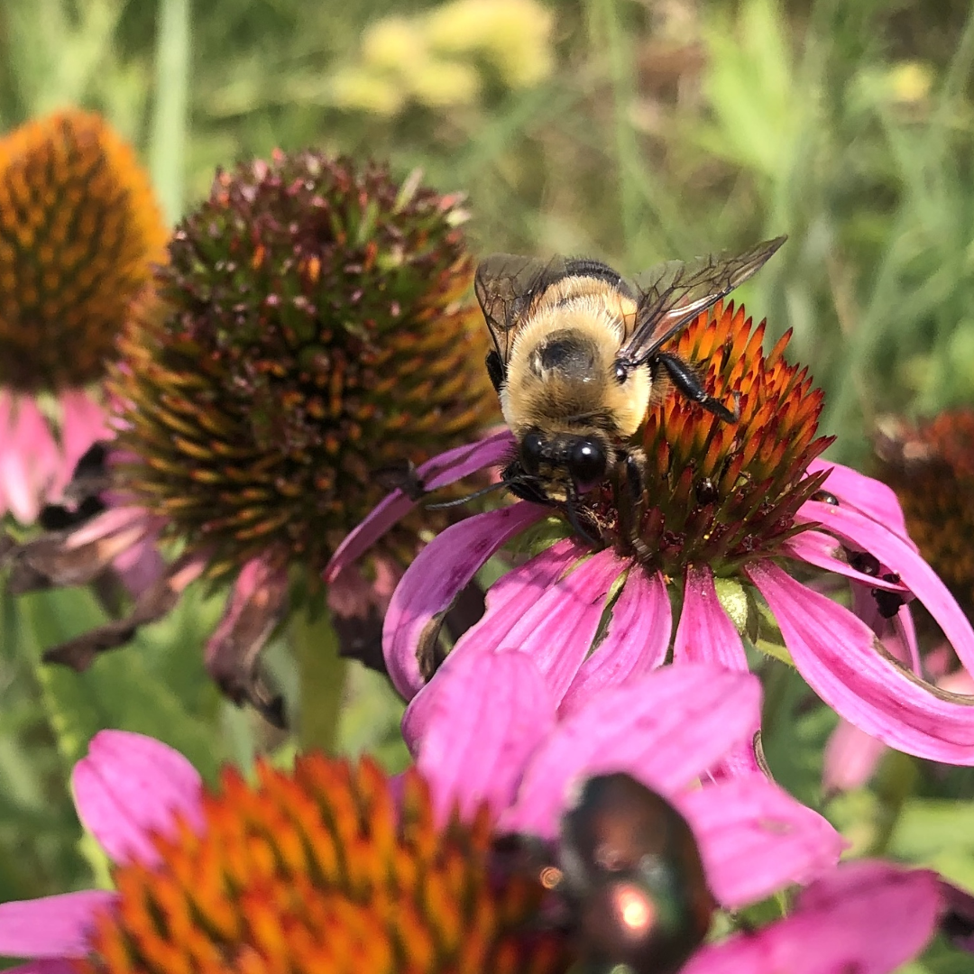 Purple Coneflower