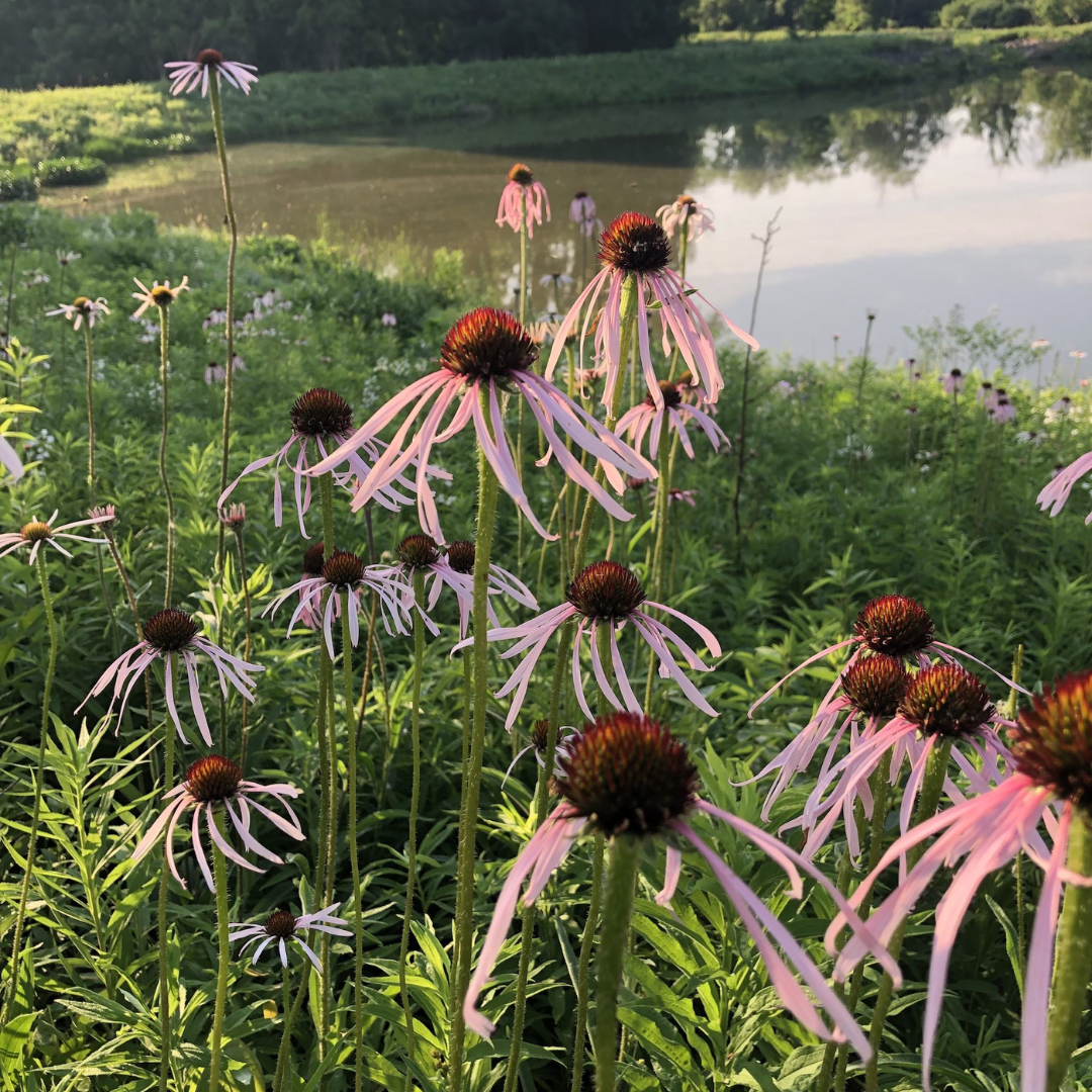 Purple Coneflower