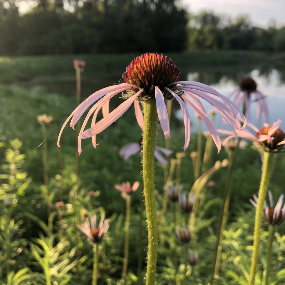 Purple Coneflower