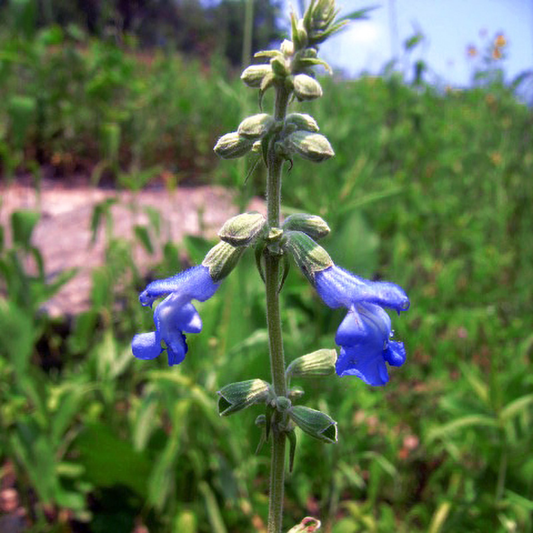 Salvia Azurea 'Blue Sage'