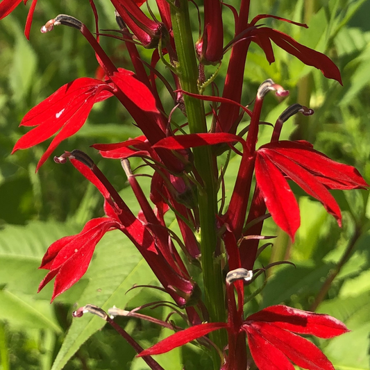 Cardinal Flower