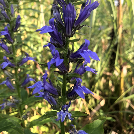 Blue Lobelia