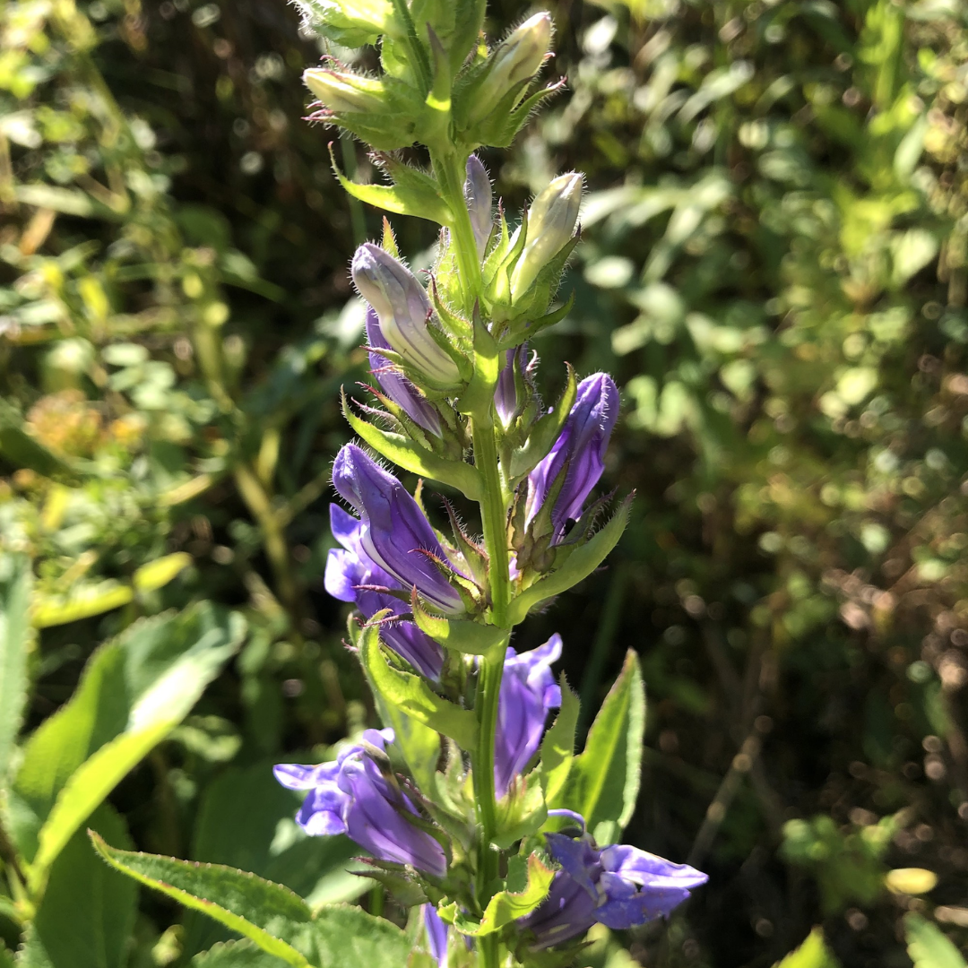 Blue Lobelia