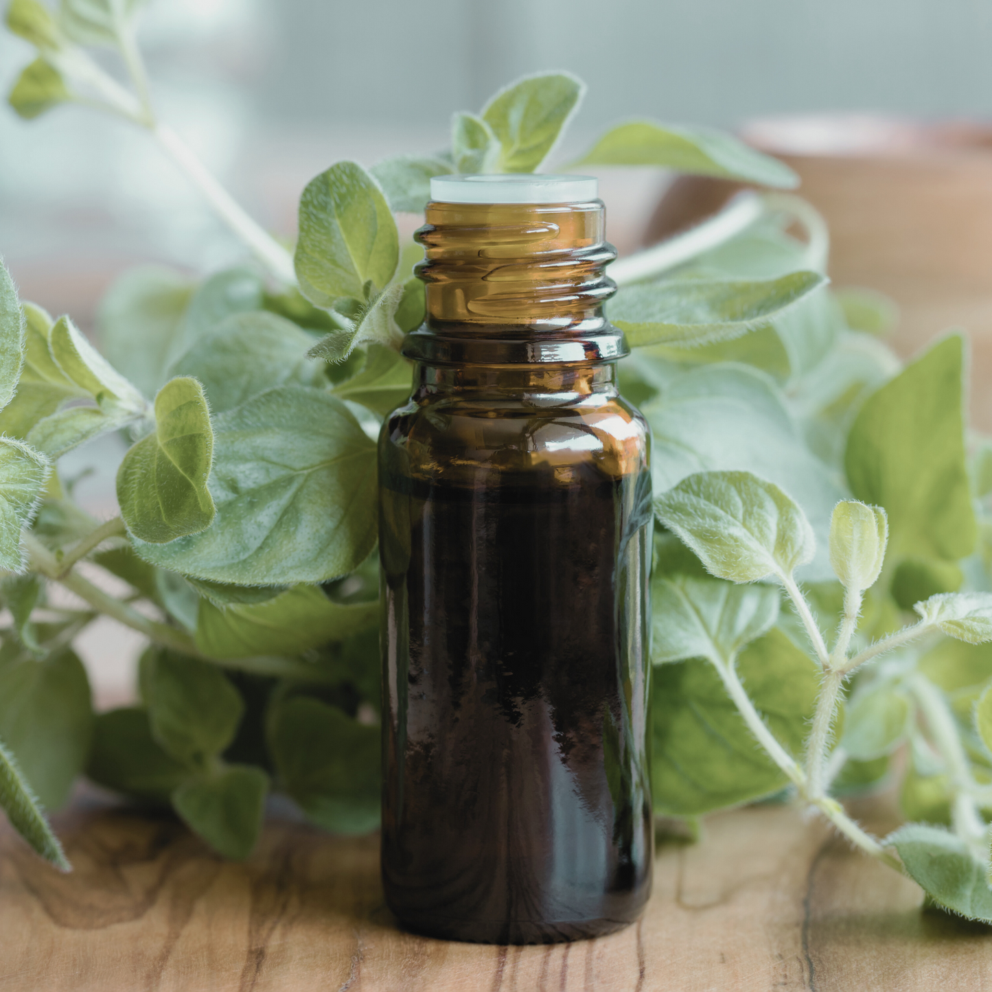 Oregano 'Greek' Seed